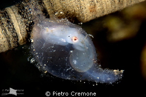 Sepia egg ready to hatch by Pietro Cremone 